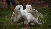 NEGUJU TRADICIJU TRI I PO DECENIJE: U Melencima se danas održava nadmetanje gusana NEGUJU TRADICIJU TRI I PO DECENIJE: U Melencima se danas održava nadmetanje gusana