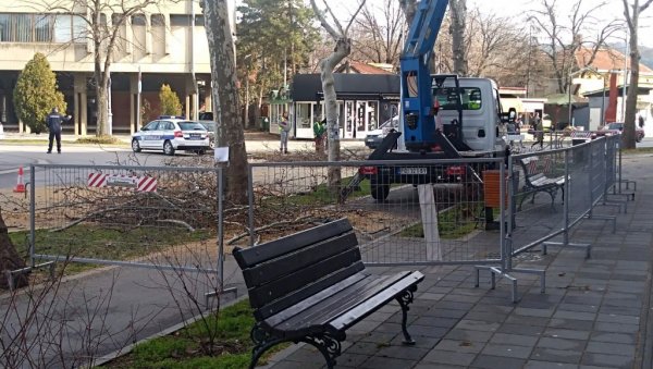 ПОСТАВЉЕНЕ И ЗАШТИТНЕ ОГРАДЕ: Орезивање платана у Пожаревцу уз асистенцију полиције ПОСТАВЉЕНЕ И ЗАШТИТНЕ ОГРАДЕ: Орезивање платана у Пожаревцу уз асистенцију полиције