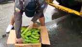 СА БАНАНАМА СПАКОВАН ЗА БЕЛГИЈУ: Полиција запленила више од 8 тона кокаина СА БАНАНАМА СПАКОВАН ЗА БЕЛГИЈУ: Полиција запленила више од 8 тона кокаина