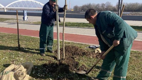 ЗА ЗЕЛЕНИЈИ НОВИ САД: Од почетка године посађене 663 саднице древећа и 3.370 комада украсног шибља ЗА ЗЕЛЕНИЈИ НОВИ САД: Од почетка године посађене 663 саднице древећа и 3.370 комада украсног шибља
