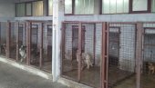 ТРАЖИ СЕ НАЈБОЉЕ РЕШЕЊЕ: У Краљеву привремено затворено прихватилиште за псе ТРАЖИ СЕ НАЈБОЉЕ РЕШЕЊЕ: У Краљеву привремено затворено прихватилиште за псе