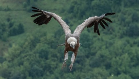 ČUDO NA SRPSKOM BRDU: Impresivna ptica se nakon težeg oporavka ponovo našla među oblacima ČUDO NA SRPSKOM BRDU: Impresivna ptica se nakon težeg oporavka ponovo našla među oblacima