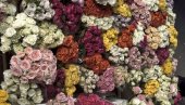 ЦВЕЋЕ НАЈВИШЕ ИЗВОЗИМО У ЕУ: Спољнотрговинска размена 31,3 милиона евра ЦВЕЋЕ НАЈВИШЕ ИЗВОЗИМО У ЕУ: Спољнотрговинска размена 31,3 милиона евра