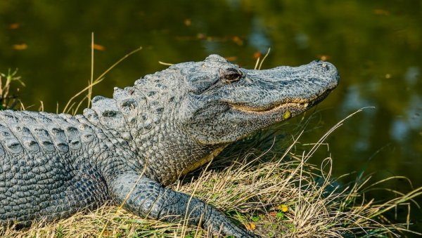 ПРОНАЂЕН ПОСЛЕ 20 ГОДИНА НА ПРИВАТНОМ ИМАЊУ: Жена признала да је узела алигаторово јаје из зоолошког врта (ВИДЕО) ПРОНАЂЕН ПОСЛЕ 20 ГОДИНА НА ПРИВАТНОМ ИМАЊУ: Жена признала да је узела алигаторово јаје из зоолошког врта (ВИДЕО)