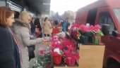 PLANULO CVEĆE U PARAĆINU: Ulični prodavci danas udvostručili prodaju (FOTO) PLANULO CVEĆE U PARAĆINU: Ulični prodavci danas udvostručili prodaju (FOTO)
