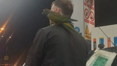 SA PAPAGAJEM NA BENZINSKU PUMPU: Neverovatna scena u Malom Mokrom Lugu SA PAPAGAJEM NA BENZINSKU PUMPU: Neverovatna scena u Malom Mokrom Lugu