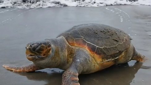 KOLIKA JE KAZNA AKO UZNEMIRAVATE MORSKU KORNJAČU: Zaštićene životinje na Maloj plaži u Ulcinju KOLIKA JE KAZNA AKO UZNEMIRAVATE MORSKU KORNJAČU: Zaštićene životinje na Maloj plaži u Ulcinju