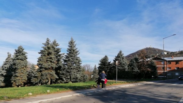 У ТИТОВУ ЧАСТ САДИЛИ ПО 88 СТАБАЛА: Иницијатива потекла из Вршца, па се проширила на целу Југославију У ТИТОВУ ЧАСТ САДИЛИ ПО 88 СТАБАЛА: Иницијатива потекла из Вршца, па се проширила на целу Југославију
