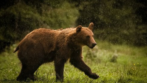 НОВИ ПРОЈЕКАТ ДЗППС: Заједно да буду и меде и мед