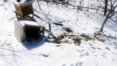 MEDVEDI KIDIŠU NA PČELINJAKE U NOVOVAROŠKOM KRAJU: Ni bodljikava žica ih nije zaustavila MEDVEDI KIDIŠU NA PČELINJAKE U NOVOVAROŠKOM KRAJU: Ni bodljikava žica ih nije zaustavila