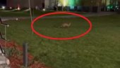 LISICA SE PROŠETALA PO NOVOM SADU: Životinja pobegla čim je videla ljude (VIDEO) LISICA SE PROŠETALA PO NOVOM SADU: Životinja pobegla čim je videla ljude (VIDEO)