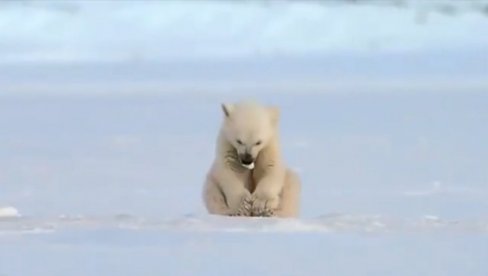 POLARNIM MEDVEDIMA PRETI GLAD: Klimatske promene utiču na režim ishrane