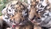 ВАЖИ ЗА НАЈВЕЋУ МАЧКУ НА СВЕТУ: У кримском зоо врту рођена четири младунца ретке врсте тигра (ВИДЕО)