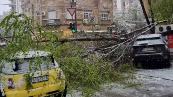 СНЕГ ЛОМИО ОЛИСТАЛО ДРВЕЋЕ: ЈКП Зеленило Београд добило 393 пријаве грађана због поломљених стабала