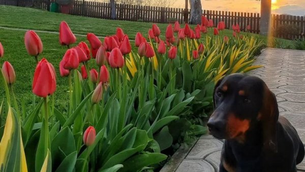 МАЛИ ЧУВАР ВЕЛИКОГ СРЦА: Председник Вучић објавио победничку фотографију за ову недељу (ФОТО) МАЛИ ЧУВАР ВЕЛИКОГ СРЦА: Председник Вучић објавио победничку фотографију за ову недељу (ФОТО)
