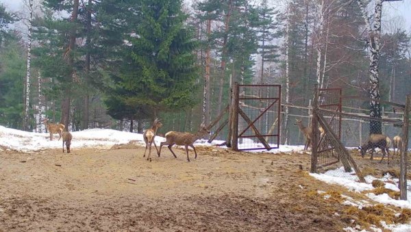 СТИГЛИ ЈЕЛЕНИ И КОШУТЕ: У ловиште у Лозници испоручене нове животиње СТИГЛИ ЈЕЛЕНИ И КОШУТЕ: У ловиште у Лозници испоручене нове животиње