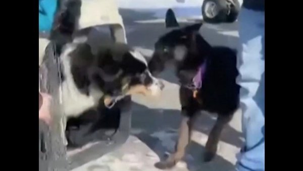 ПРЕЖИВЕО ЕПСКО ПУТОВАЊЕ ПРЕКО ЗАЛЕЂЕНОГ МОРА: Изгубљени пас се вратио кући (ВИДЕО) ПРЕЖИВЕО ЕПСКО ПУТОВАЊЕ ПРЕКО ЗАЛЕЂЕНОГ МОРА: Изгубљени пас се вратио кући (ВИДЕО)
