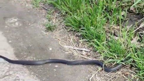 ŽITELJI NASELJA BORČA U ŠOKU: Izmilele zmije na sve strane ŽITELJI NASELJA BORČA U ŠOKU: Izmilele zmije na sve strane