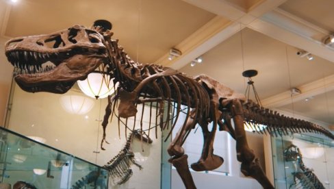 KOLIKI JE BIO KRALJ DINOSAURUSA? Novo naučno istraživanje daje odgovor koji će vas iznenaditi KOLIKI JE BIO KRALJ DINOSAURUSA? Novo naučno istraživanje daje odgovor koji će vas iznenaditi