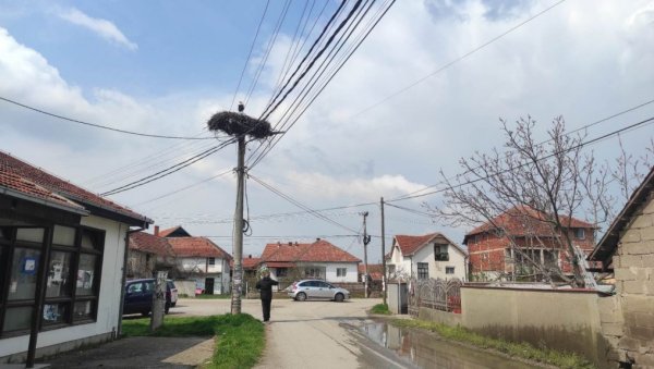 НИ ОРНИТОЛОЗИ НЕ ЗНАЈУ ЗАШТО ЈЕ ТАКО: Беле роде много воле Доње Међурово НИ ОРНИТОЛОЗИ НЕ ЗНАЈУ ЗАШТО ЈЕ ТАКО: Беле роде много воле Доње Међурово