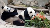 REZULTAT PANDA DIPLOMATIJE: U Južnoj Koreji prvi put rođeni blizanci ove vrste REZULTAT PANDA DIPLOMATIJE: U Južnoj Koreji prvi put rođeni blizanci ove vrste
