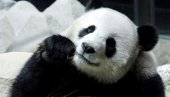TUŽNE VESTI IZ ZOOLOŠKOG VRTA: Uginula jedina džinovska panda na Tajlandu TUŽNE VESTI IZ ZOOLOŠKOG VRTA: Uginula jedina džinovska panda na Tajlandu