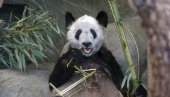 PROVELA U AMERICI 20 GODINA: DŽinovska panda Ja Ja vraćena u Kinu (FOTO) PROVELA U AMERICI 20 GODINA: DŽinovska panda Ja Ja vraćena u Kinu (FOTO)