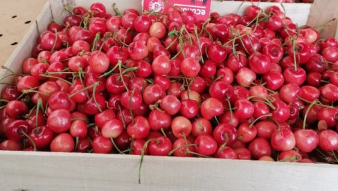 TREŠNJE U SRBIJI POSTALE LUKSUZ: Vremenski uslovi uticali na cene, banane će biti jeftinije od domaćeg voća