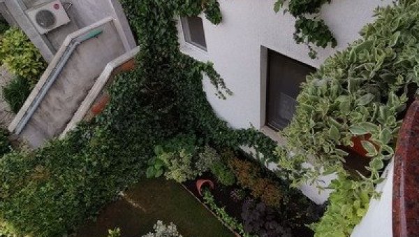 ПАЛМЕ ЈАЧЕ И ОД МРАЗЕВА: Комунално предузеће Зеленило свакодневно води рачуна о засадима широм главног града ПАЛМЕ ЈАЧЕ И ОД МРАЗЕВА: Комунално предузеће Зеленило свакодневно води рачуна о засадима широм главног града
