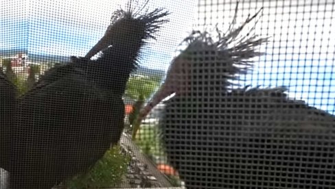 BORISU SLETELA NA PROZOR: Snimio pticu za koju se verovalo da je izumrla pre 400 godina (VIDEO)