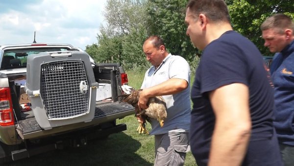 НАЈВЕЋА ЕВРОПСКА ГРАБЉИВИЦА НАПУСТИЛА ПАЛИЋ: Рањени орао белорепан поново полетео НАЈВЕЋА ЕВРОПСКА ГРАБЉИВИЦА НАПУСТИЛА ПАЛИЋ: Рањени орао белорепан поново полетео
