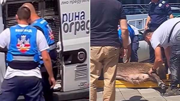 ДИВЉЕ СВИЊЕ ДОПЛИВАЛЕ ДО БЕТОН ХАЛЕ И УШЛЕ У ЛОКАЛ: Несвакидашња сцена на популарном градском шеталишту ДИВЉЕ СВИЊЕ ДОПЛИВАЛЕ ДО БЕТОН ХАЛЕ И УШЛЕ У ЛОКАЛ: Несвакидашња сцена на популарном градском шеталишту
