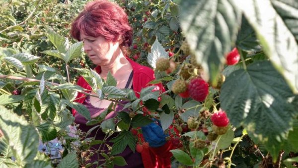 ОДОЛЕЛА КИШИ И ПЉУСКОВИМА: У Јадру родила малина, берба за десетак дана ОДОЛЕЛА КИШИ И ПЉУСКОВИМА: У Јадру родила малина, берба за десетак дана