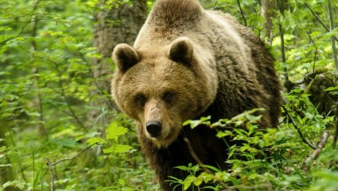 LOVCA USMRTIO MEDVED: Životinja pala sa drveta LOVCA USMRTIO MEDVED: Životinja pala sa drveta