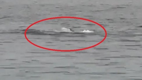 NAPAD AJKULE U HURGADI: Stradao Rus na plaži hotela (VIDEO) NAPAD AJKULE U HURGADI: Stradao Rus na plaži hotela (VIDEO)