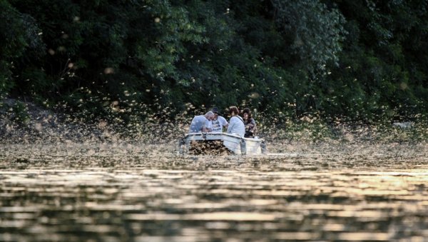 КАД ТИСА ЦВЕТА, ЉУБАВ ТЕ ЧЕКА: Величанствени природни феномен - о свему постоји и легенда која се преноси с колена на колено