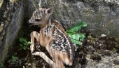 VRŠAČKI KOMUNALCI SPASILI LANE: Mladunče bilo skriveno u orezanom šiblju na groblju VRŠAČKI KOMUNALCI SPASILI LANE: Mladunče bilo skriveno u orezanom šiblju na groblju