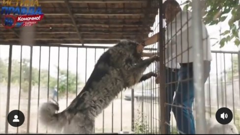 KOD MILANA KNEŽEVIĆA I PSI PO POLITIČKOJ LINIJI: Ruske rase u većini, a jedan mali Nemac brani evrointegracije (VIDEO) KOD MILANA KNEŽEVIĆA I PSI PO POLITIČKOJ LINIJI: Ruske rase u većini, a jedan mali Nemac brani evrointegracije (VIDEO)
