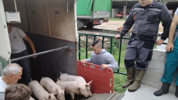 УЧЕ БРИНУЋИ О ПРАСИЋИМА: Нова фарма у Пољопривредној школи у Футогу добила прве станаре УЧЕ БРИНУЋИ О ПРАСИЋИМА: Нова фарма у Пољопривредној школи у Футогу добила прве станаре