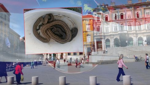 UHVATILI NAJVEĆU EVROPSKU ZMIJU: Šta se krilo u podrumu porodične kuće u Hrvatskoj(FOTO) UHVATILI NAJVEĆU EVROPSKU ZMIJU: Šta se krilo u podrumu porodične kuće u Hrvatskoj(FOTO)