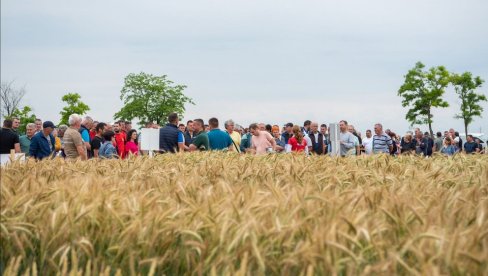 ЗА БОЉИ РОД: Дан поља стрних жита одржан у Зрењанину (ФОТО)