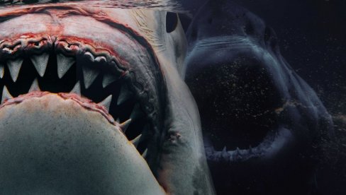 НАУЧНИЦИ УПОЗОРАВАЈУ НА ДРАМАТИЧНЕ ЗВУКЕ У ОКЕАНУ: Знак нечег много злокобнијег од џиновске ајкуле