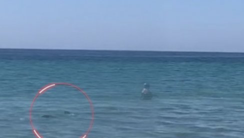 AJKULA JURI PLIVAČE PO PLIĆAKU: Kamera zabeležila stravične scene u jednoj evropskoj državi (VIDEO) AJKULA JURI PLIVAČE PO PLIĆAKU: Kamera zabeležila stravične scene u jednoj evropskoj državi (VIDEO)