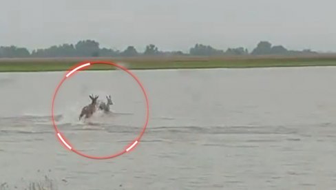 СНИМАК О КОМ СЕ ПРИЧА: Шта то раде срне у Војводини - да ли им није добро или су срећне? (ВИДЕО)