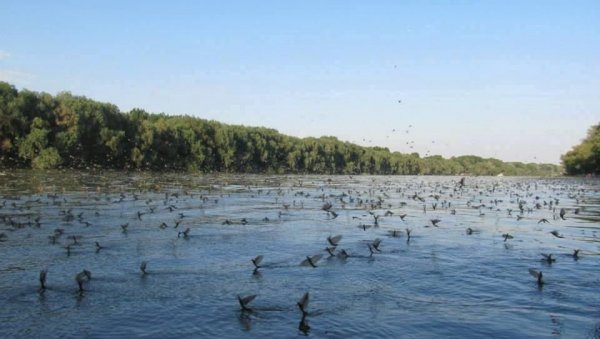 ТИСА ЦВЕТАЛА У НЕДЕЉУ: Ретки инсект се појавио изнад воде и одиграо свој љубавни плес (ФОТО/ВИДЕО) ТИСА ЦВЕТАЛА У НЕДЕЉУ: Ретки инсект се појавио изнад воде и одиграо свој љубавни плес (ФОТО/ВИДЕО)