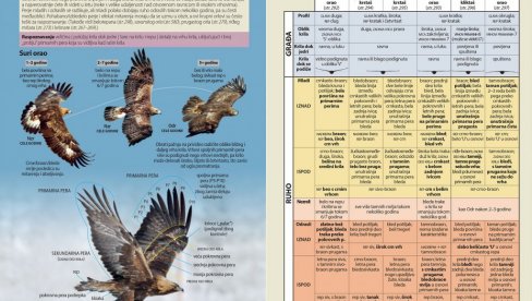PRVI SVEOBUHVATNI VODIČ ZA RASPOZNAVANJE DIVLJIH PTICA: Društvo za zaštitu i proučavanje ptica objavilo knjigu PRVI SVEOBUHVATNI VODIČ ZA RASPOZNAVANJE DIVLJIH PTICA: Društvo za zaštitu i proučavanje ptica objavilo knjigu
