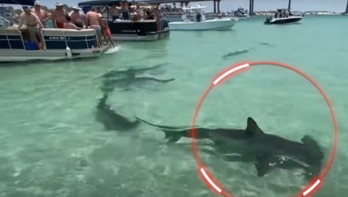 OPŠTA PANIKA: Jato ajkula doplivalo u plićak (VIDEO) OPŠTA PANIKA: Jato ajkula doplivalo u plićak (VIDEO)