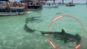 OPŠTA PANIKA: Jato ajkula doplivalo u plićak (VIDEO)