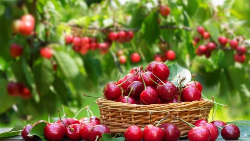 KO IMA PLATIĆE, KO NEMA GLEDAĆE: Cena trešanja obara sve rekorde, na tezgama rasprava svaki dan KO IMA PLATIĆE, KO NEMA GLEDAĆE: Cena trešanja obara sve rekorde, na tezgama rasprava svaki dan