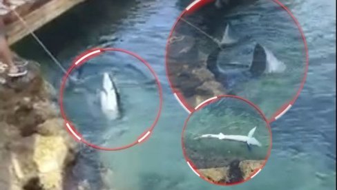 NIJE ZLOSTAVLJANJE: Vezao ajkulu konopcem na hrvatskom ostrvu - snimak zbunio građane (FOTO) NIJE ZLOSTAVLJANJE: Vezao ajkulu konopcem na hrvatskom ostrvu - snimak zbunio građane (FOTO)